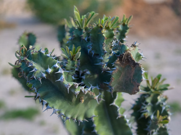 突尼斯的一种多刺的绿色植物。吉尔巴岛岛。北非图片下载