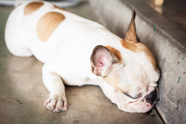 可爱可爱的法国斗牛犬图片下载