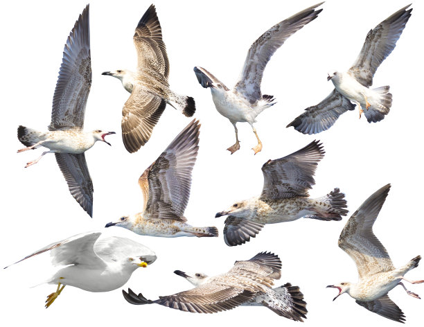 鸟儿被孤立地安置在白色的背景上。图片下载