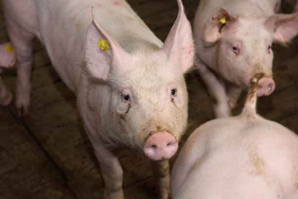 农场里的猪图片下载