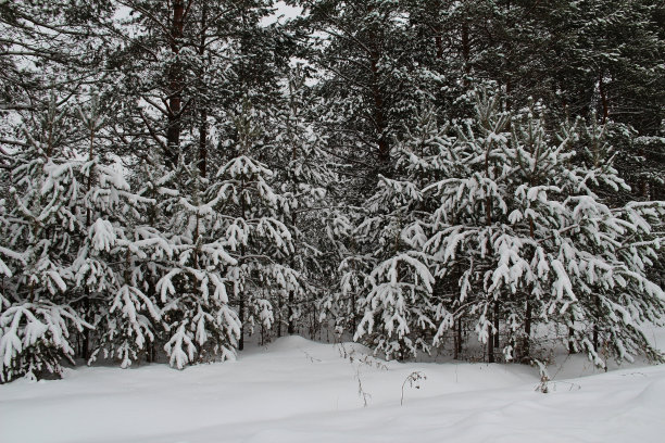 美丽的冬天的风景。冬天森林里的雪。图片下载
