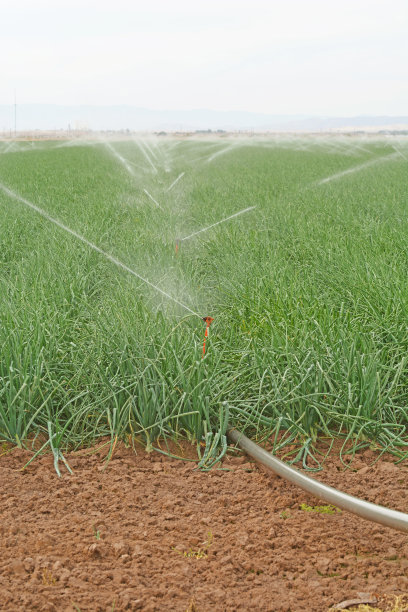 洋葱领域图片下载