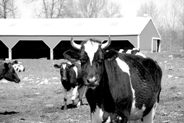 有牛奶吗?图片下载