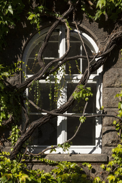 白色框架和绿色藤蔓的窗户图片下载