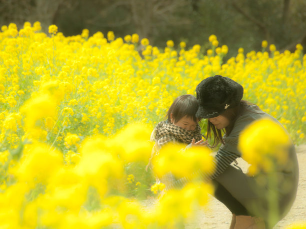Mother and little child in a field of rapeseed 菜の花畑の母子图片下载