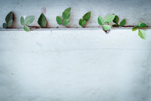 覆盖着常春藤的木板图片下载