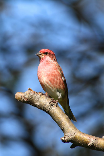 紫翅雀(紫翅雀)在蓝色图片下载