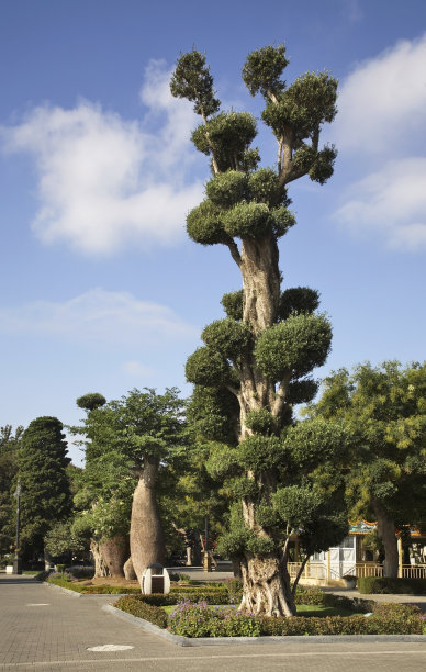 在巴库海滨。阿塞拜疆图片下载