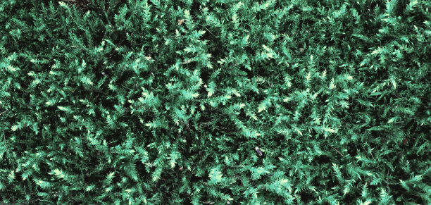 苔藓在特写镜头。全景。图片下载