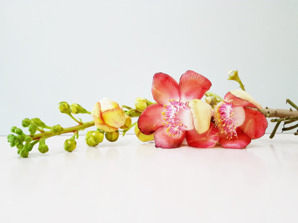 Close Sal花盛开美丽的白色背景图片下载