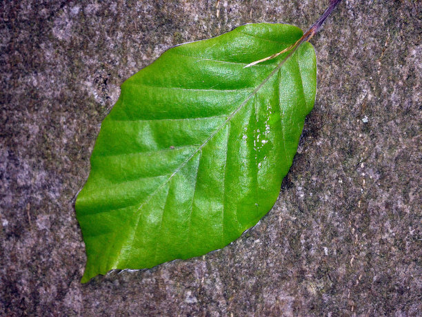 山毛榉在春天生长图片下载