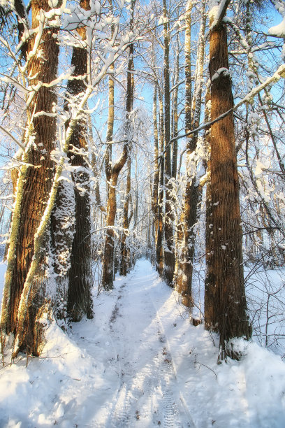冬季森林景观阳光雪图片下载