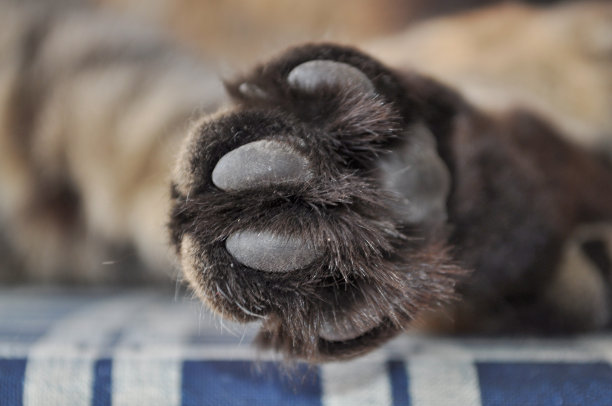 西伯利亚图片下载