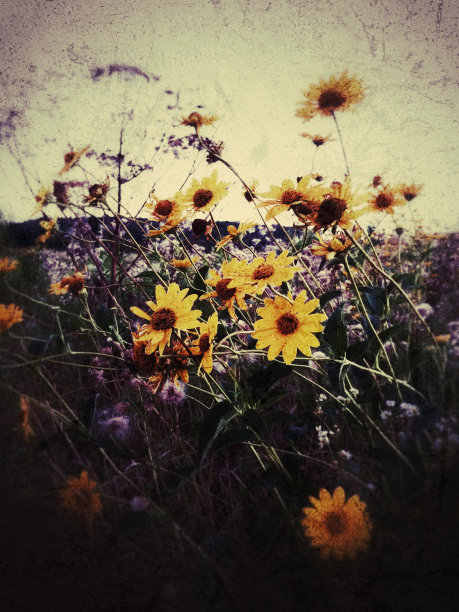 日落雏菊图片下载