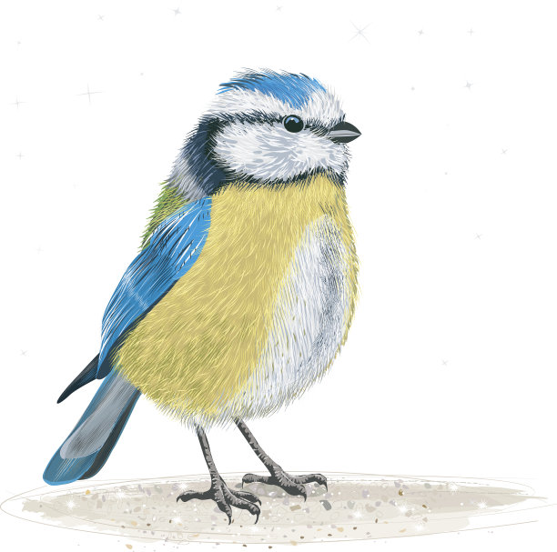 白色背景下鸟的特写镜头图片下载