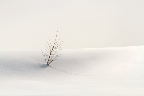 光秃秃的树在雪堆中拔地而起图片下载