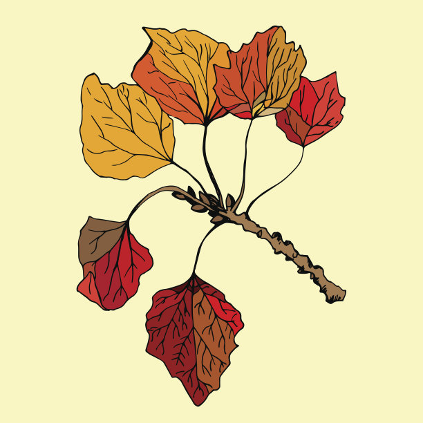 孤立的手工绘制的杨树叶子的分支图片下载