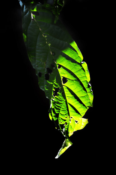 叶子在黑色的背景阴影图片下载