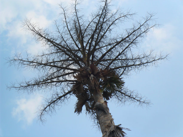 棕榈糖图片下载