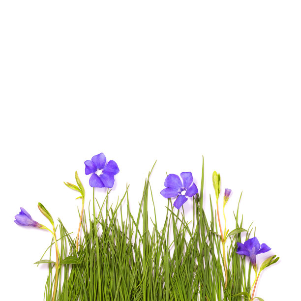 绿草长春花图片下载