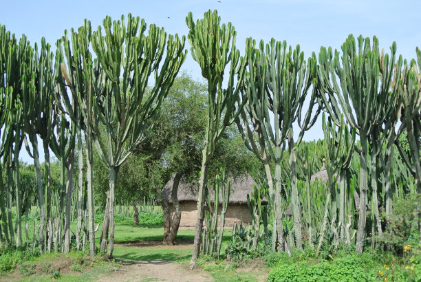 典型的埃塞俄比亚的房子图片下载