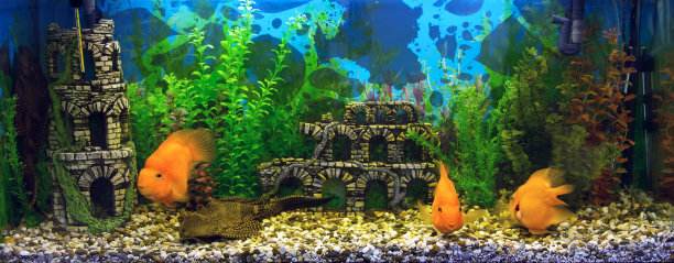 美丽的水族馆里有海鱼图片下载