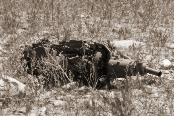 野生动物和自然图片下载