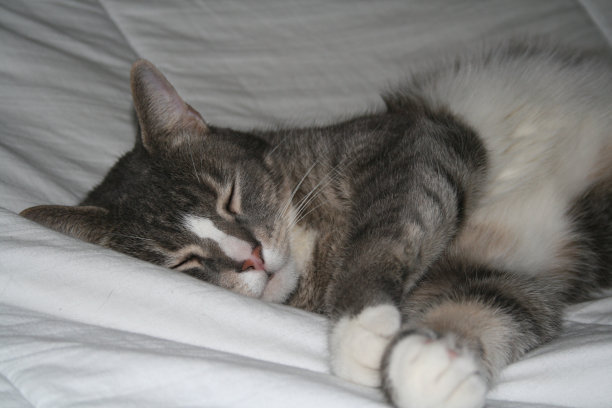 猫睡觉图片下载