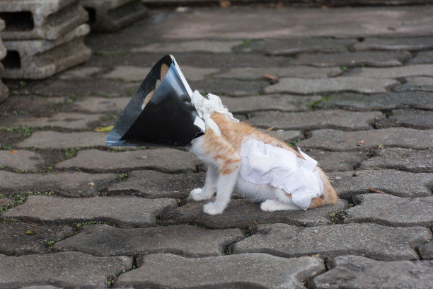 橙色的猫的形象与兽医锥在其头上图片下载