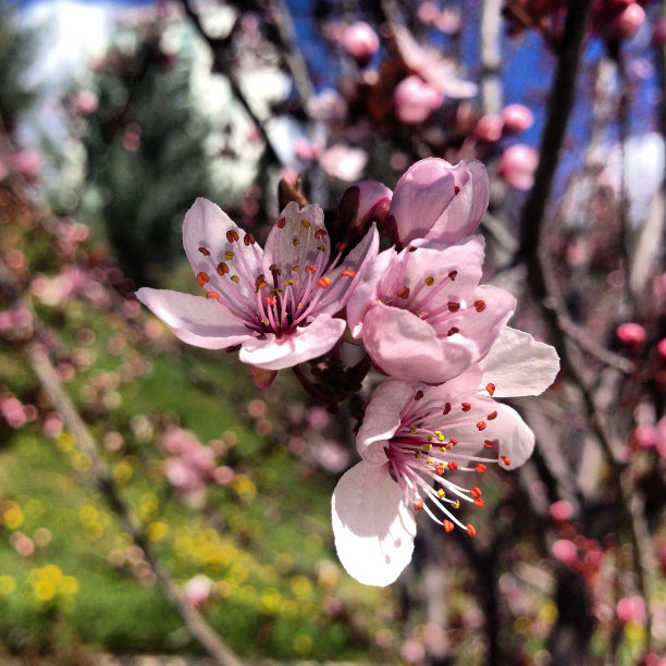 春暖花开图片下载