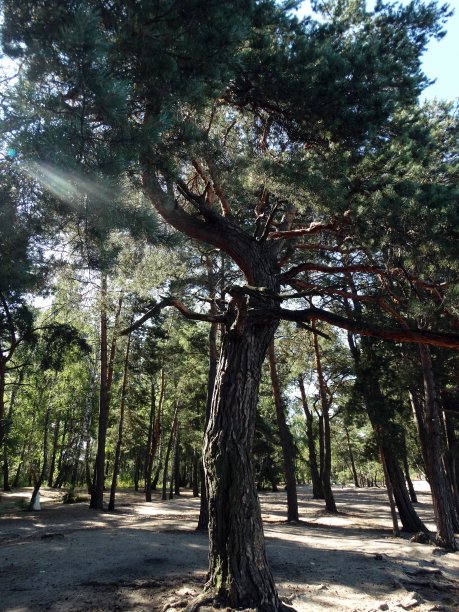 阳光下的松树图片下载