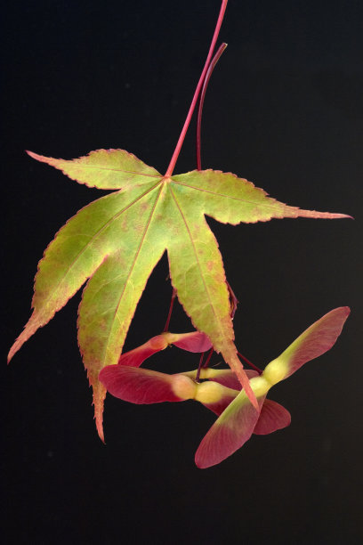 宏碁(Acer);palmatum;Osakazuki图片下载