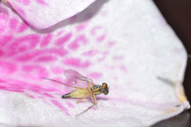 不明飞行昆虫图片下载