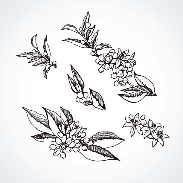图形素描枝橙花图片下载