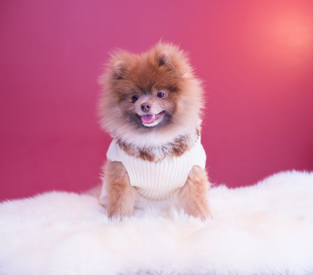 小狗波美拉尼亚的图片下载