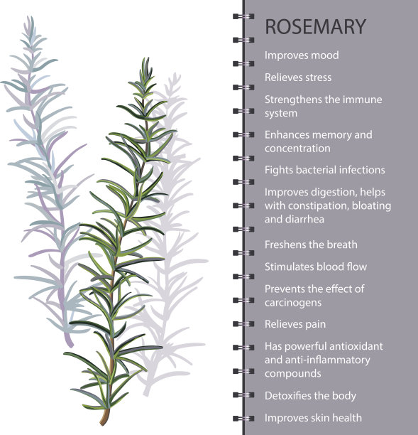 迷迭香叶信息图，矢量图图片下载