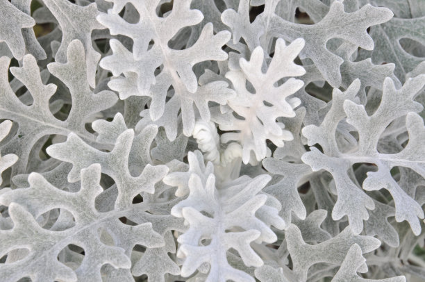 叶子的灰叶花图片下载