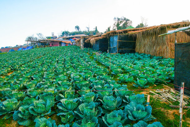 卷心菜农场。图片下载