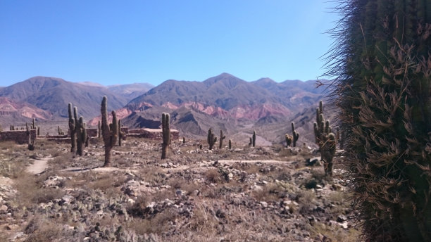 pucara的仙人掌图片下载