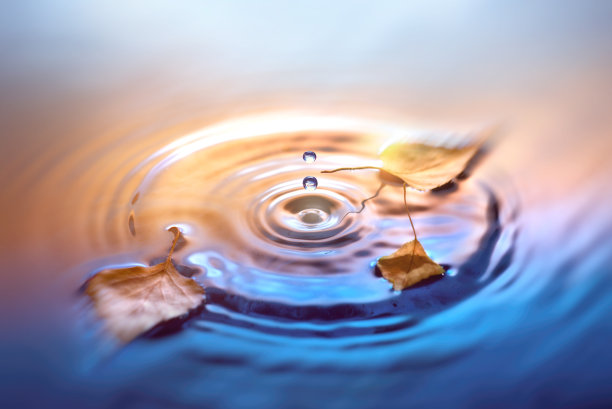 秋天的背景与干燥的桦树叶子漂浮在水面上素材图片