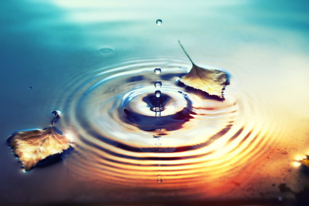 秋天的背景与干燥的桦树叶子漂浮在水面上图片下载