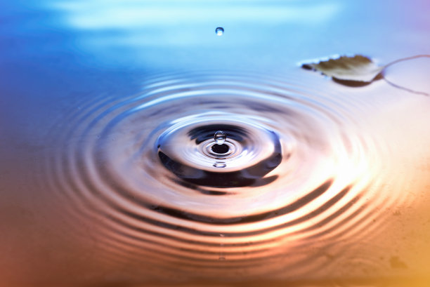 水面上黄桦的叶子图片下载