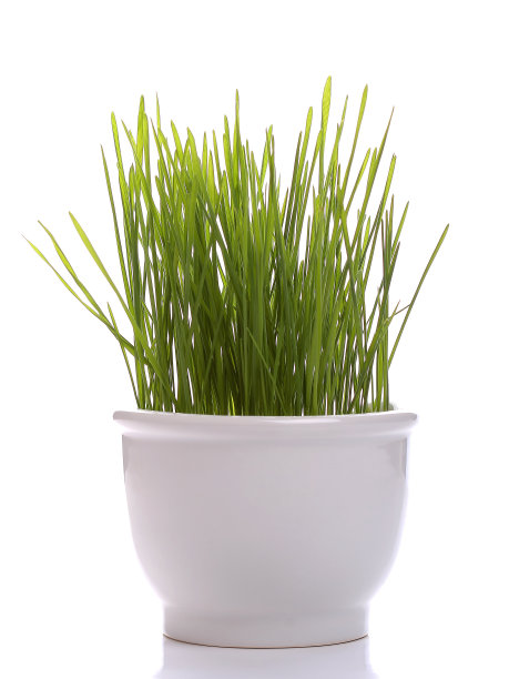 麦苗在白瓷杯上白图片下载