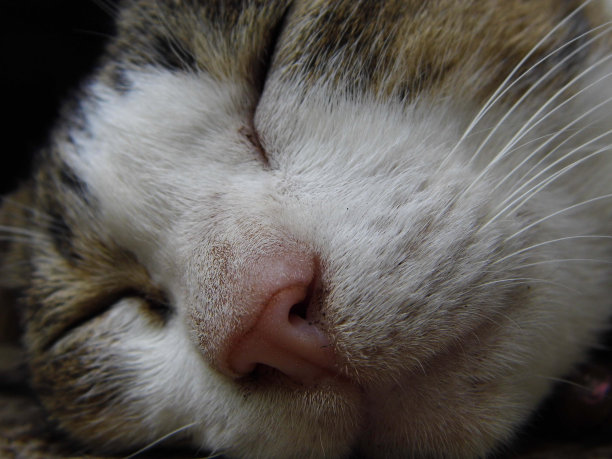 特写猫脸睡觉图片下载