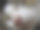 特写猫脸睡觉图片下载