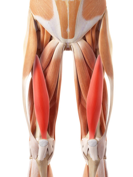 股中间肌图片下载