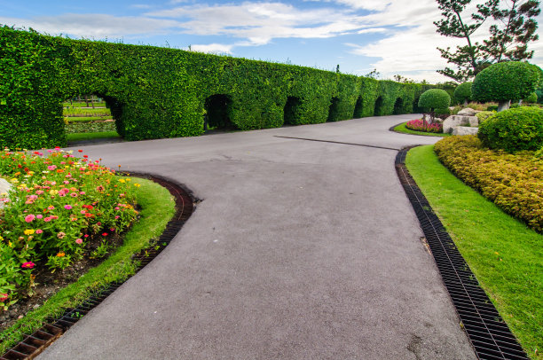 泰国曼谷公园内的树木图片下载