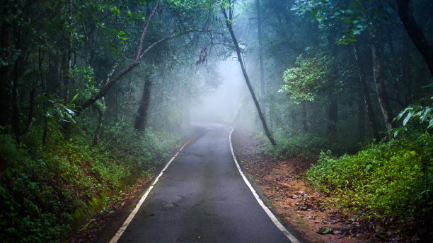 在迷雾笼罩的黑暗森林中穿行图片下载