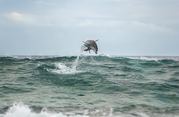 跳跃的海豚图片下载