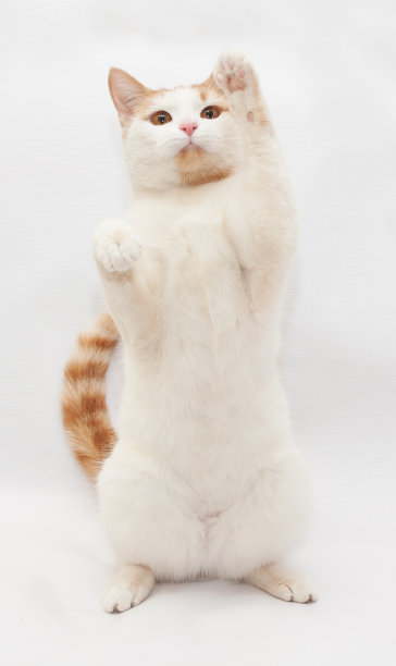 有红点的白猫在灰猫身上玩耍图片下载